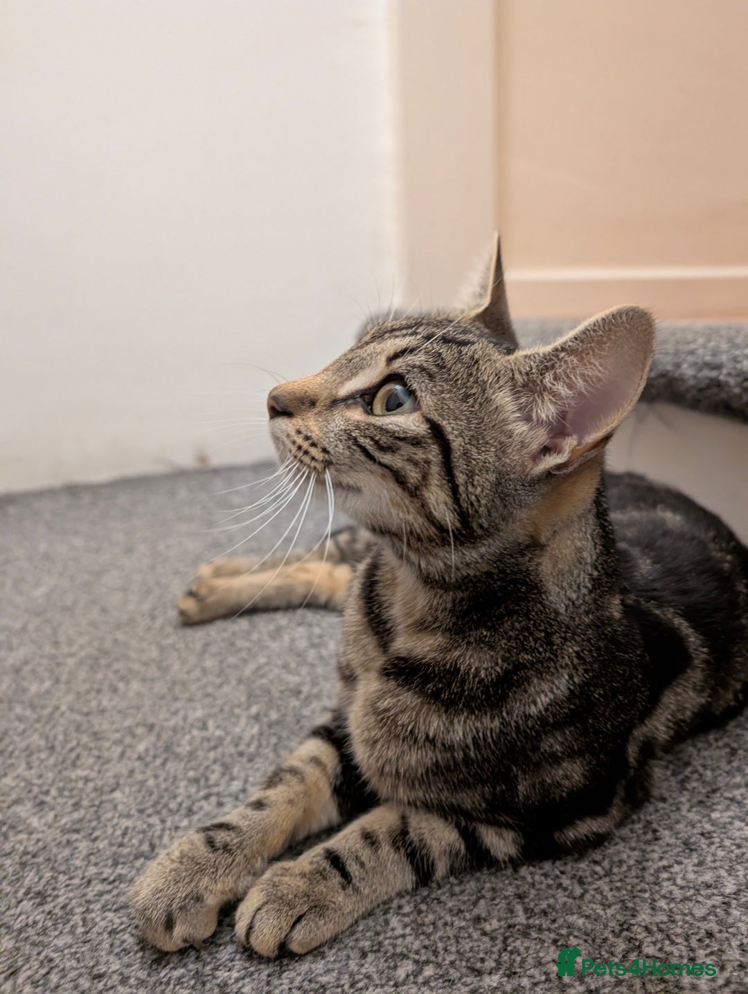 Bengal cats for sale: Coco the cat - Image 4