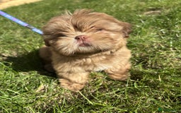 Shih Tzu dogs for sale: Tiny Shih Tzu Girl - Image 1