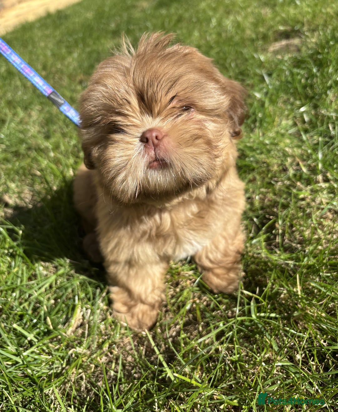 Shih Tzu dogs for sale: Tiny Shih Tzu Girl - Image 1