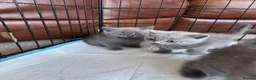 British Shorthair cats for sale: British short hair kittens - Advert 6