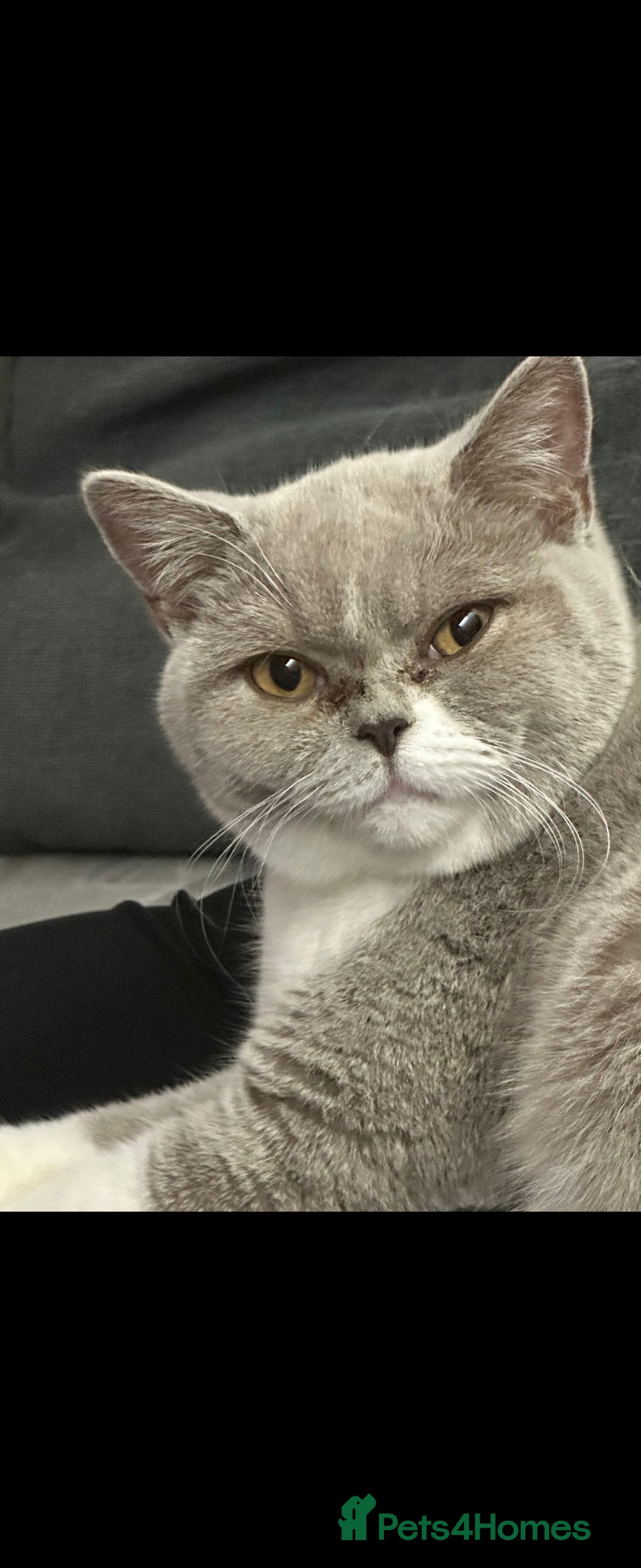 British Shorthair cats for sale: British shorthair kittens olny 1 girl ready now - Advert 9