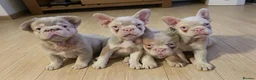 French Bulldog dogs for sale: Caramel pink miniature French bulldogs in Holyhead - Advert 6
