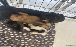 Lhasa Apso dogs for sale: Lhasa apso Last pup  - Image 4
