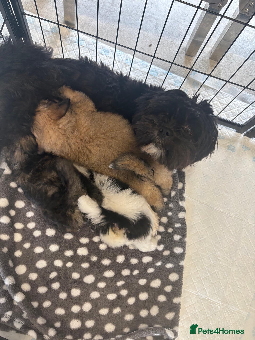 Lhasa Apso dogs for sale: Lhasa apso Last pup  - Image 4