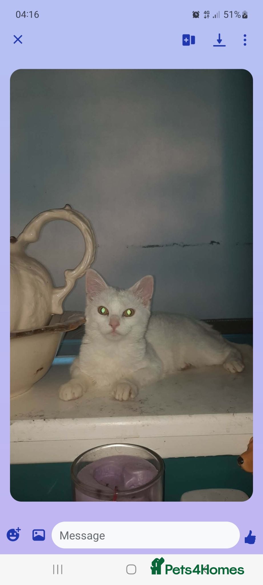 Ragdoll cats Gorgeous ragdoll cross for sale - Advert 4