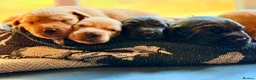 Labrador Retriever dogs for sale: Labrador Retriever, Red Fox, Black KC Registered - Advert 2