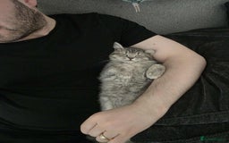 British Shorthair cats for sale: British shorthair tabby kitten - Image 3