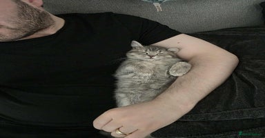 British Shorthair cats - Advert 5