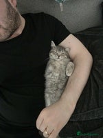 British Shorthair cats - Advert 4