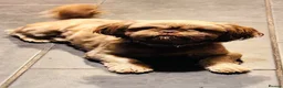 Shih Tzu dogs for sale: Chocolate Shih Tzu girl  - Advert 1
