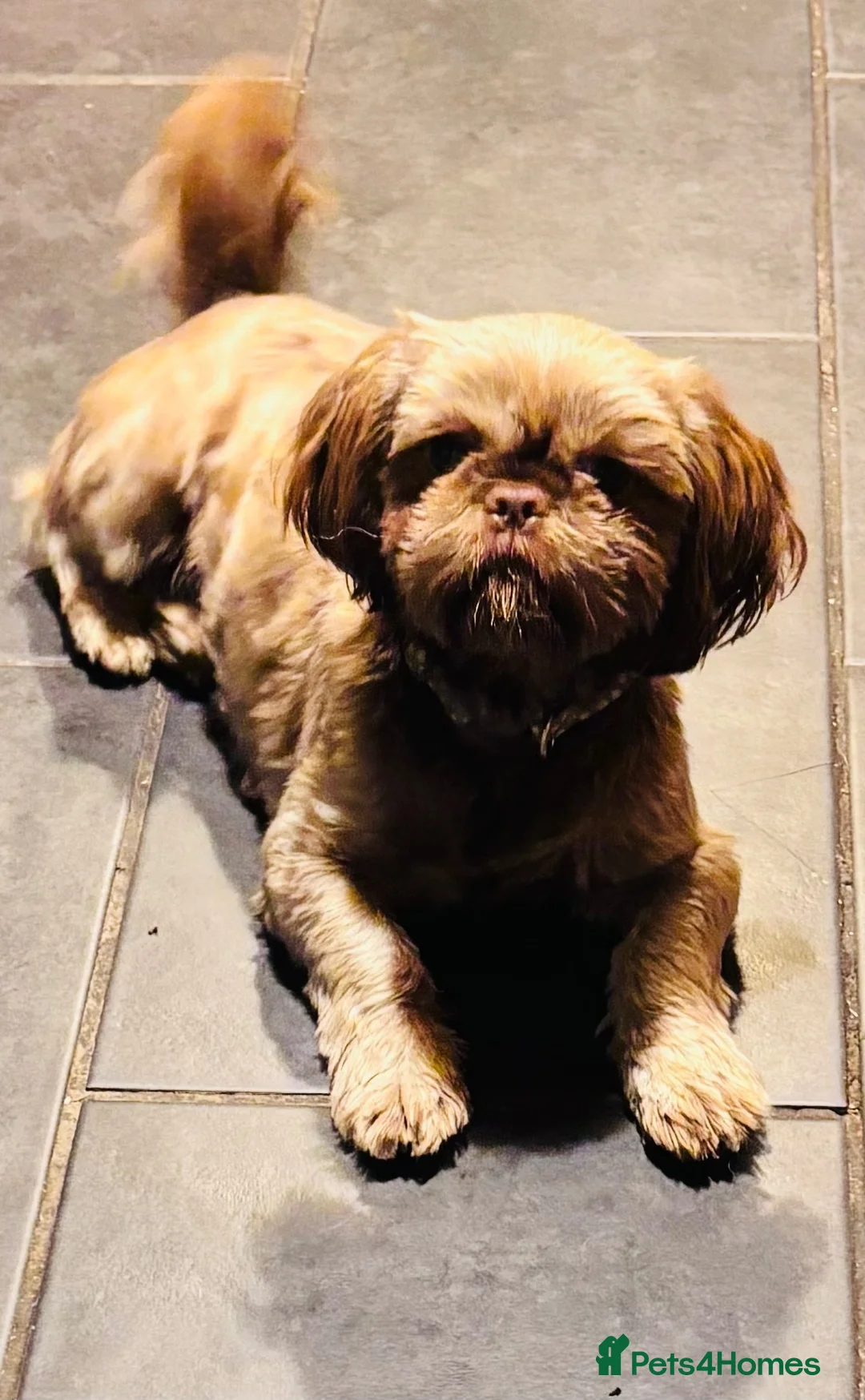 Shih Tzu dogs for sale: Chocolate Shih Tzu girl  - Advert 1