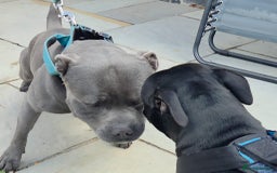 Staffordshire Bull Terrier dogs for sale: Staffordshire Bull Terrier Puppies 2Boys Available - Advert 1