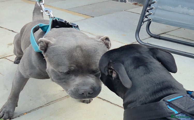 Staffordshire Bull Terrier dogs Staffordshire Bull Terrier Puppies 2Boys Available - Advert 2