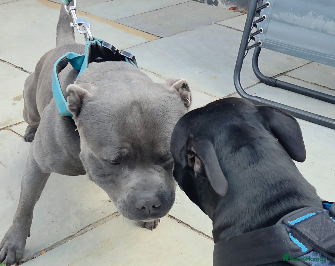 Staffordshire Bull Terrier dogs for sale: Staffordshire Bull Terrier Puppies 2Boys Available - Advert 1