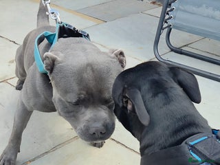 Staffordshire Bull Terrier dogs Staffordshire Bull Terrier Puppies 2Boys Available - Advert 1