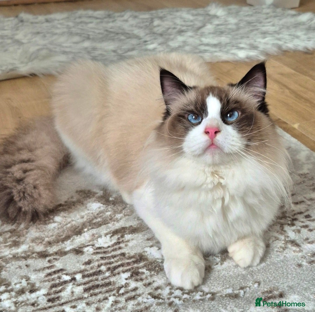 Ragdoll cats Premium Seal Bicolour  Ragdoll Boys 💖💖💖 - Advert 9