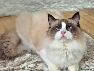 Ragdoll cats Premium Seal Bicolour Ragdoll Boys 💖💖💖 - Advert 9