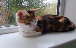 Maine Coon cats for sale: Beautiful Bright Eyed Part Maine Coon Kitten - Image 13