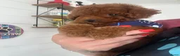 Cavapoo dogs for sale: 🐾💙F1B cavapoo’s Now ready 🐾🩷 fox red h/tested! - Advert 7