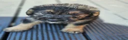 Mixed Breed dogs for sale: Beautiful Poogle pups for sale (beagle x poodle ) - Advert 21