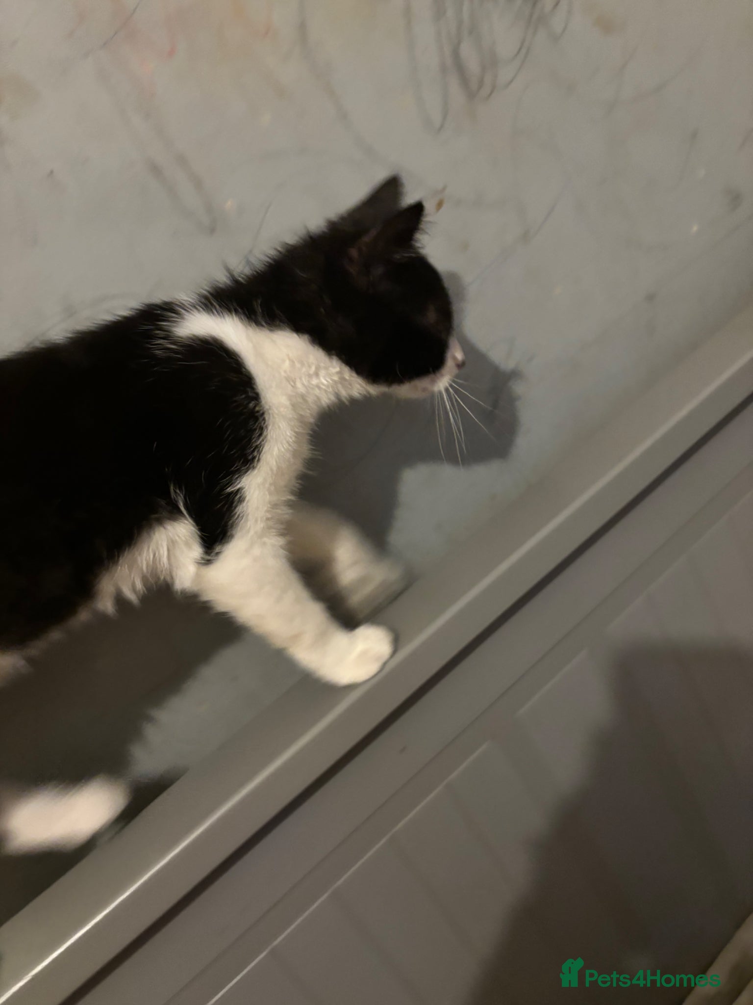 Mixed Breed cats for sale: Black and white kitten £30  - Advert 6