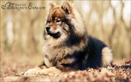 Eurasier dogs for sale: Eurasier Puppies 2026 - Image 1