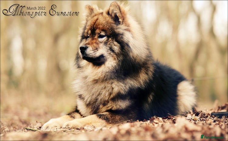Eurasier dogs - Advert 2