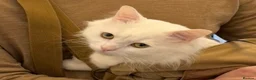 Turkish Van cats for sale: White Male Cat 2yr Indoor Friendly in London - Advert 3