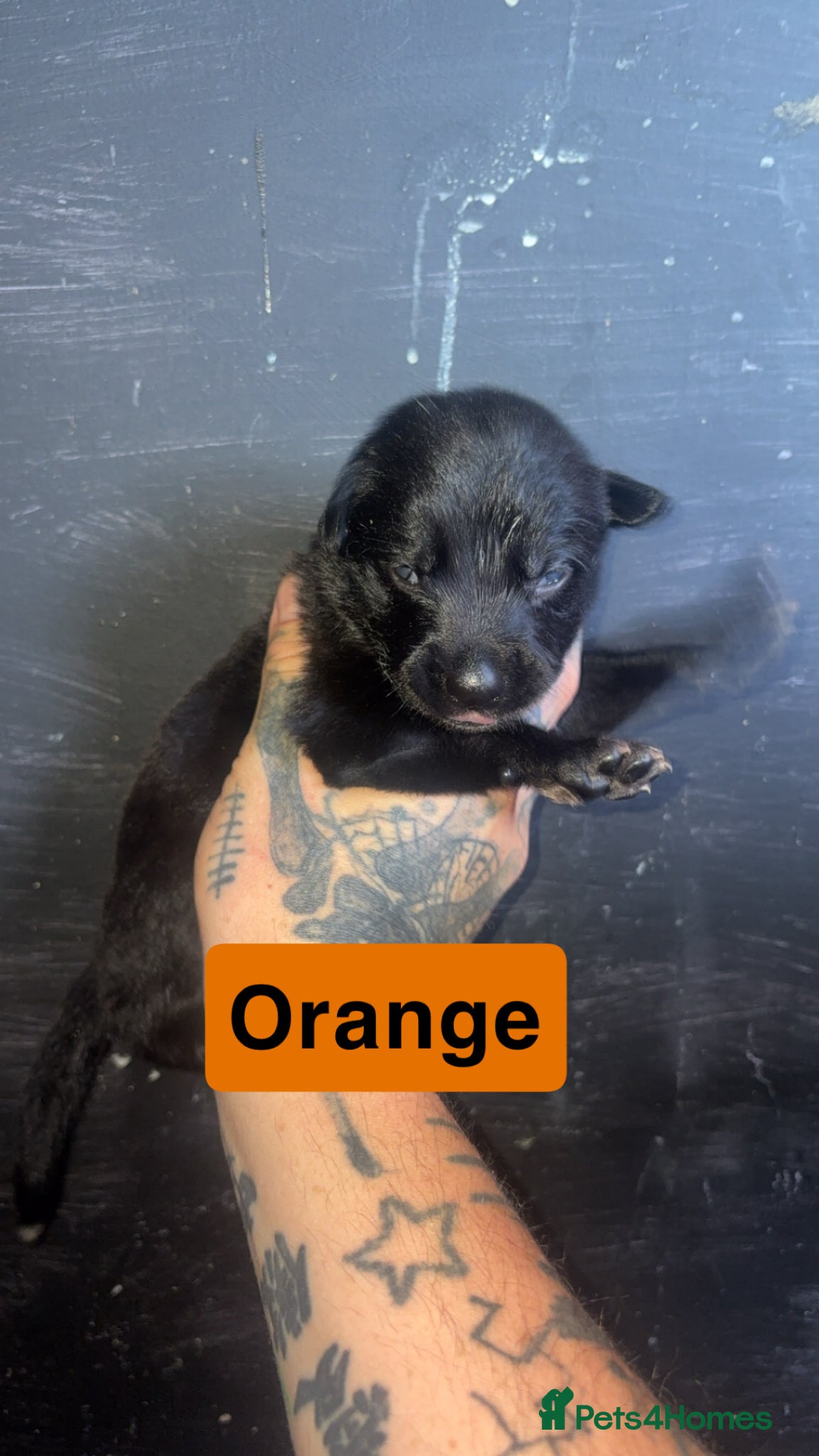 Mixed Breed dogs for sale: Mali X collie puppies - Advert 8