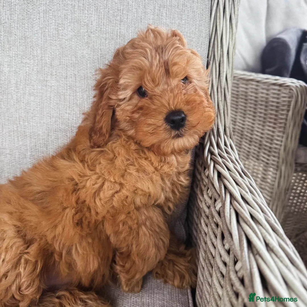 Cavapoo dogs for sale: Cavapoobabiesuk litter has arrived  - Advert 1