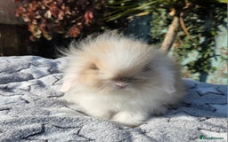 Mini Lion Lop rabbits for sale: Mini lop lops - Image 11