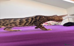 Bengal cats for sale: Bengals  - Image 13