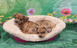 Mixed Breed dogs for sale: Dapple Dachshund mixed breed pups  - Image 13