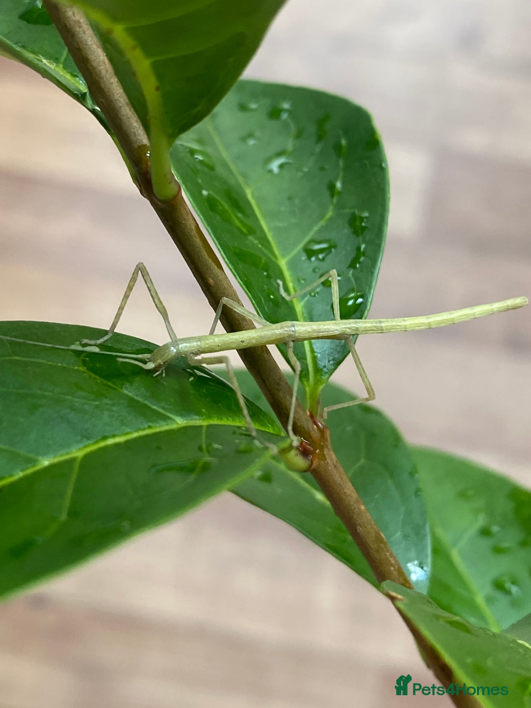 Stick Insects invertebrates for sale: Juvenile Indian Stick Insects (8-10 weeks old) - Image 4