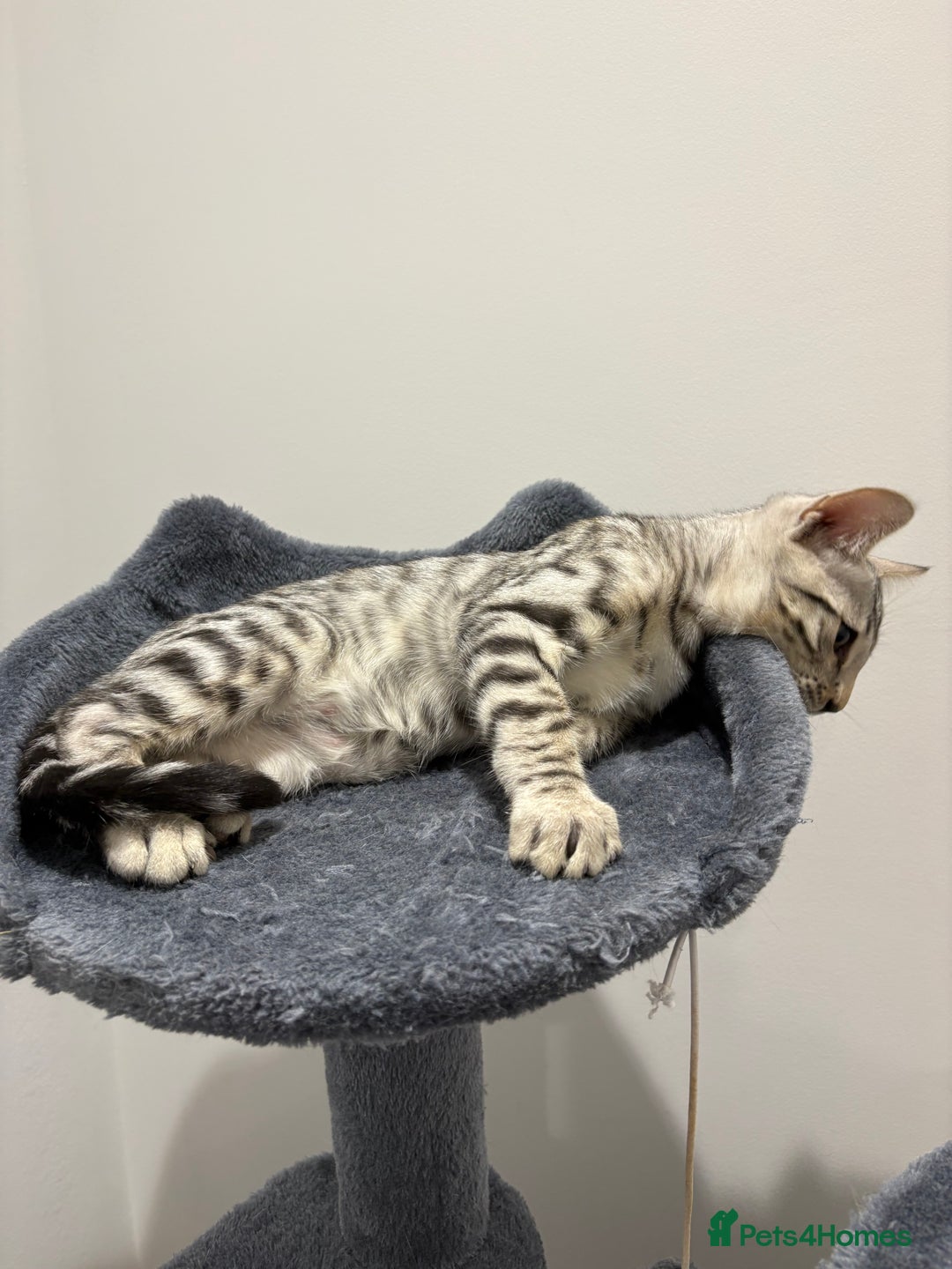 Bengal cats for sale: Bengal Kittens for Sale! (4 BOYS) - Image 6
