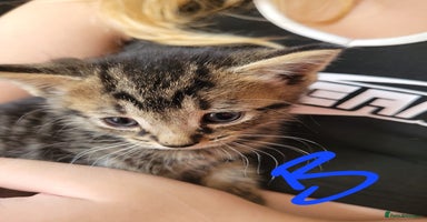 British Shorthair cats - Advert 7