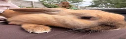 English Lop rabbits for sale: Female Rabbit - Advert 6