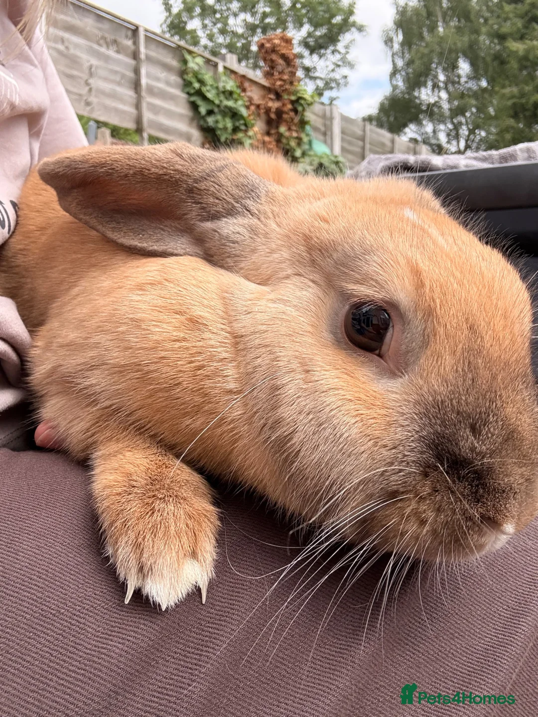 English Lop rabbits for sale: Female Rabbit - Advert 6