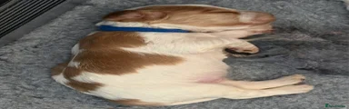 Male - Orange Roan - Blue Collar