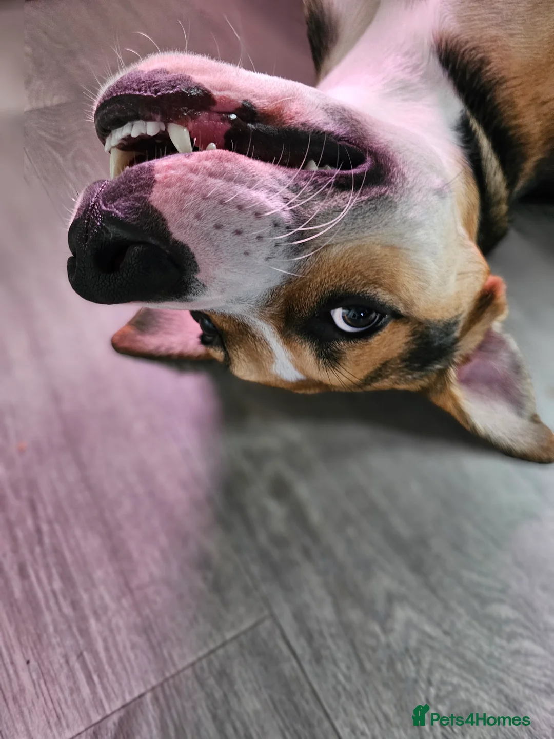 Mixed Breed dogs for sale: Huntway cross - Advert 18