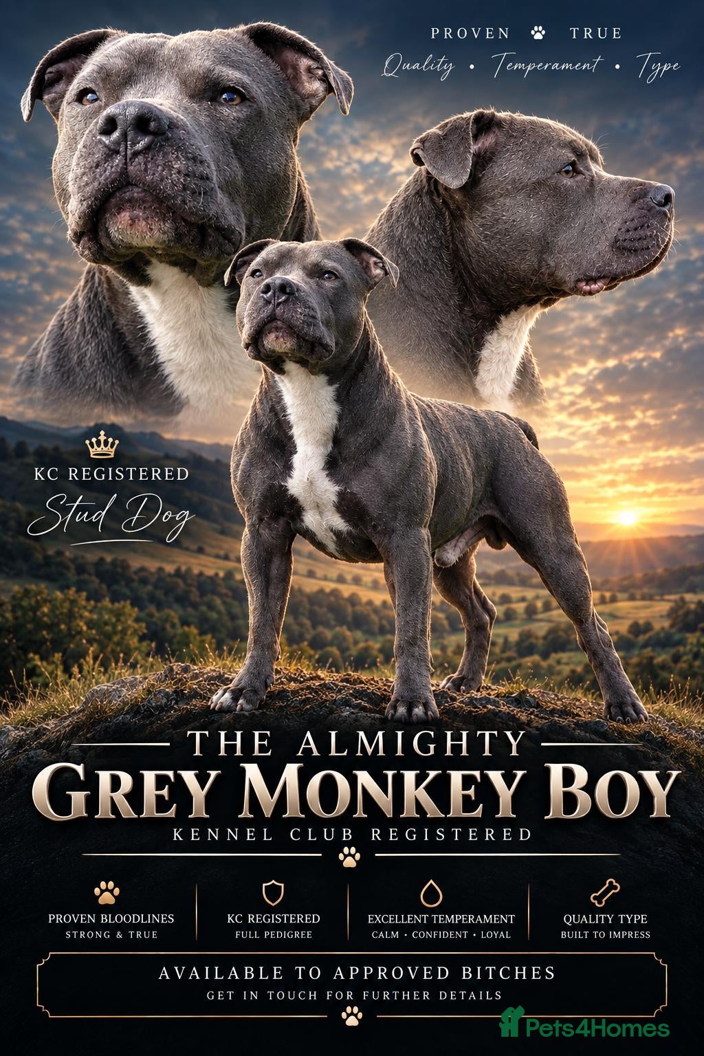Staffordshire Bull Terrier dogs KC staffy stud - Advert 17