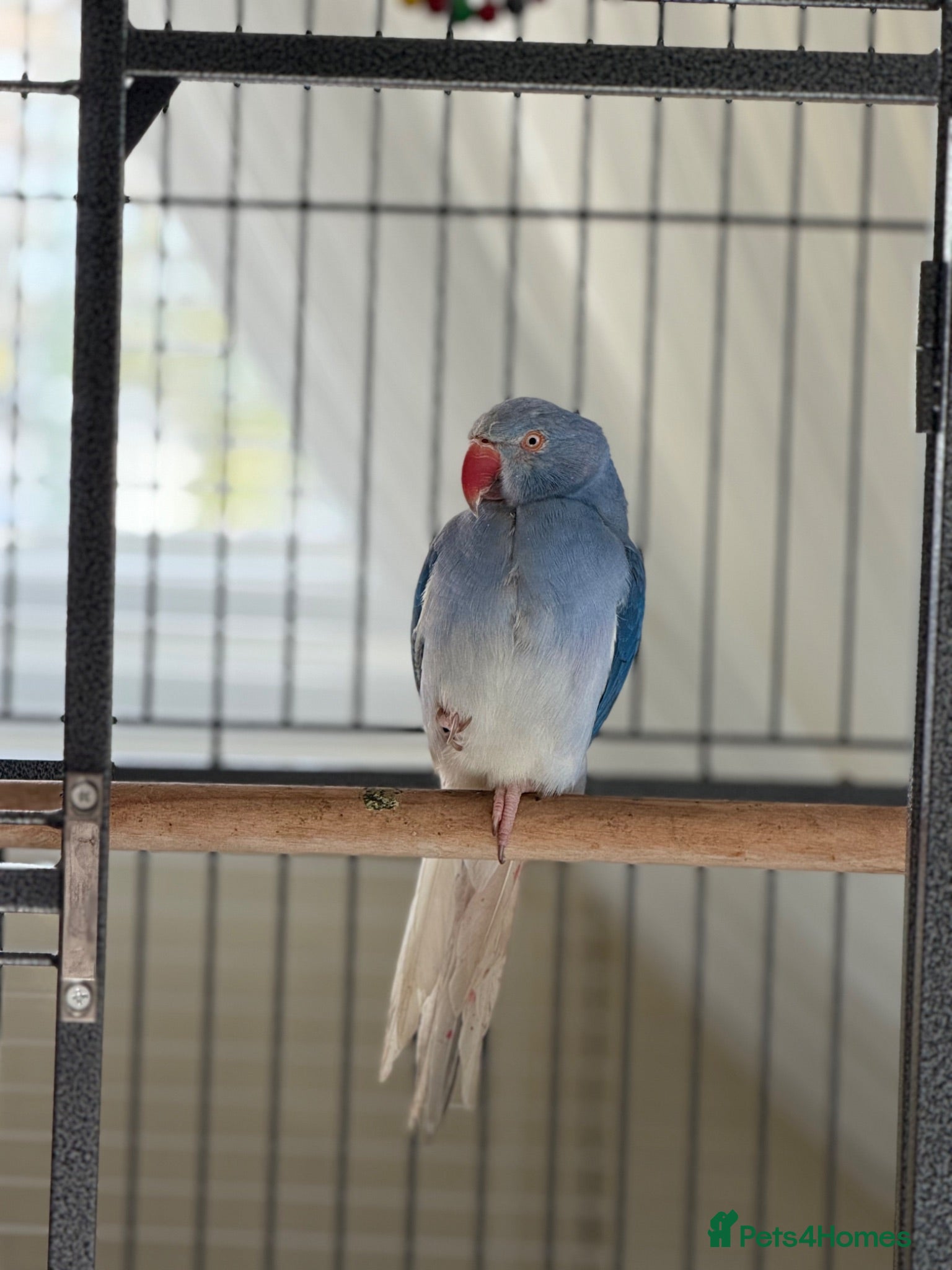 Ringnecks birds Blue Indian Ringneck For Sale - Advert 2