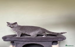 British Shorthair cats for sale: Beautiful British Shorthair kittens - Image 2