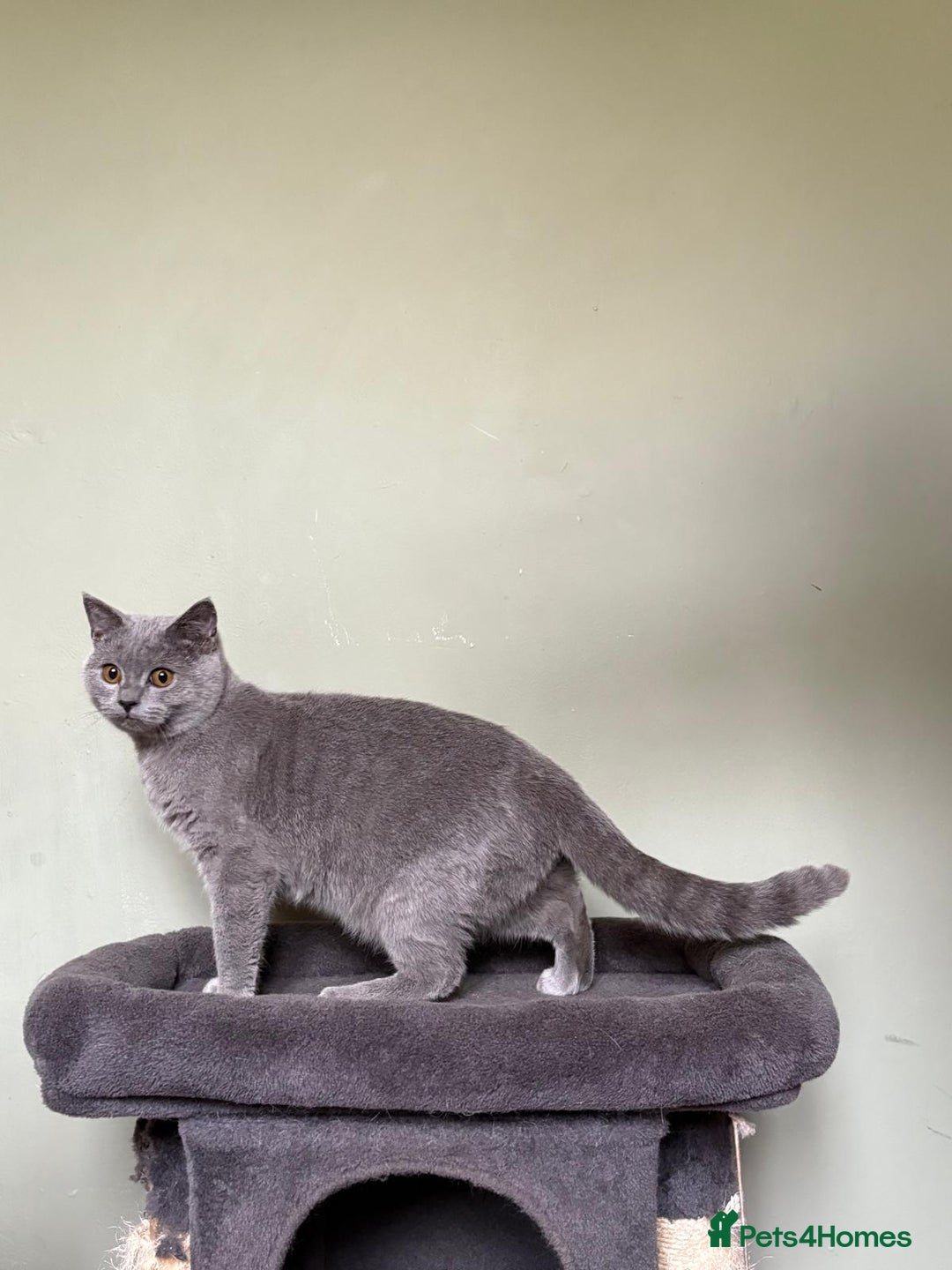 British Shorthair cats for sale: Beautiful British Shorthair kittens - Image 2