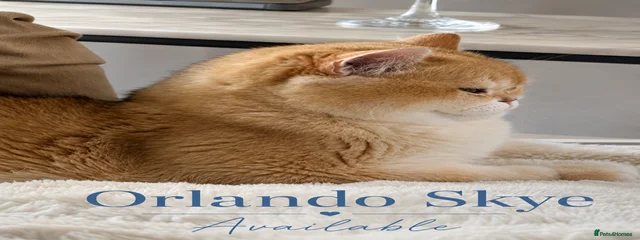 Orlando Skye