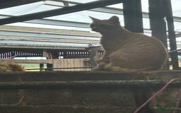 Mixed Breed cats for sale: Mixed litter kittens  - Image 8