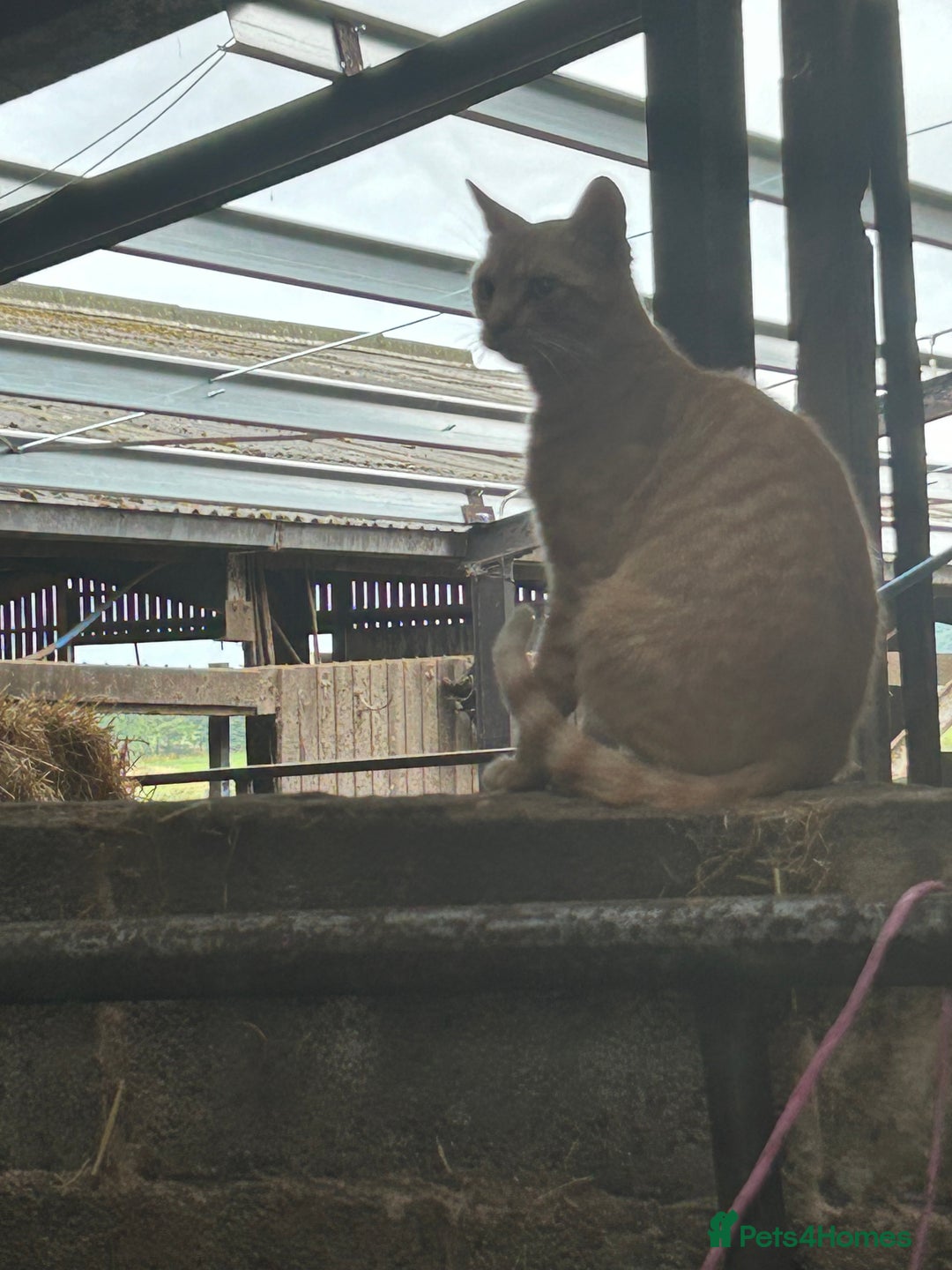 Mixed Breed cats for sale: Mixed litter kittens  - Image 8