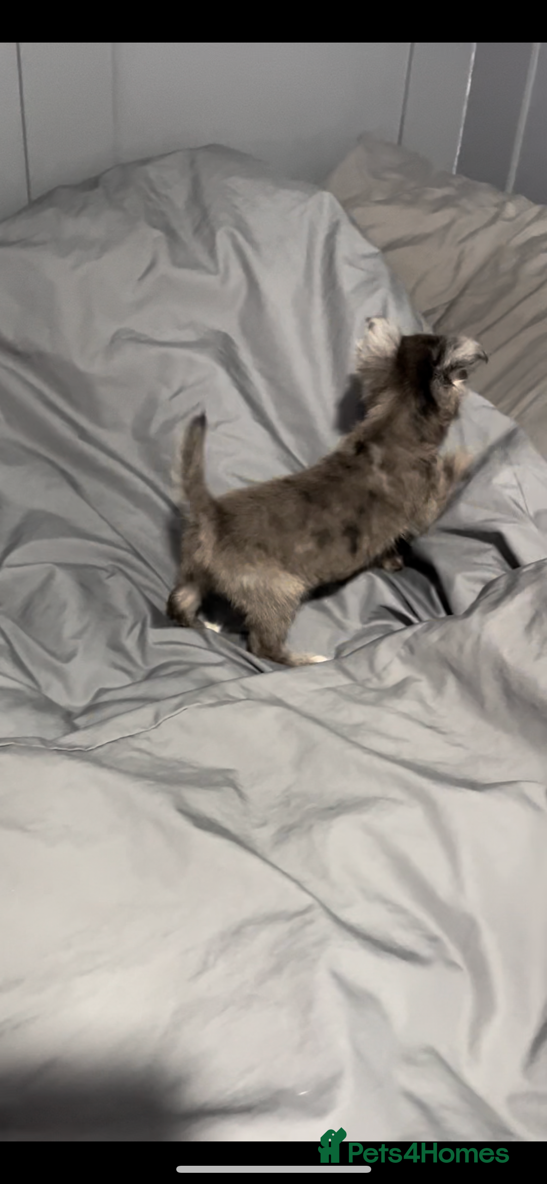 Mixed Breed dogs for sale: Gorgeous litter of Jack x chi pups  - Image 2