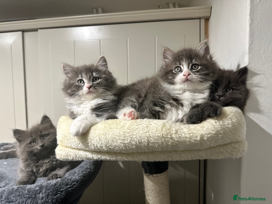 Norwegian Forest Cat cats for sale: 7 Exceptionally beautiful Norwegian Forest kittens - Advert 6