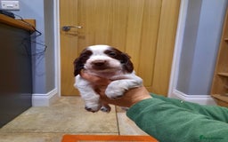 Cocker Spaniel dogs for sale: Cocker Spaniel Puppies - Advert 4